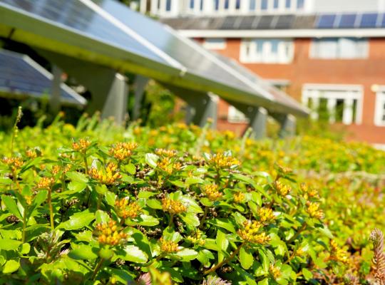 Effet rafraîchissant des toits végétalisés bien irrigués sur les systèmes photovoltaïques.