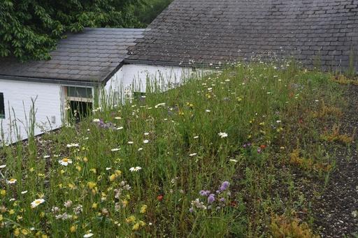 Les plantes indigènes utilisées dans les toitures biodiversifiées en Belgique