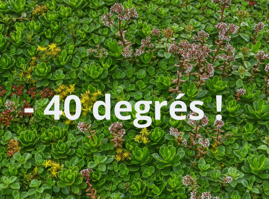 Les capacités d’isolation thermique des toitures végétalisées